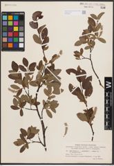 Foto von Salix herbacea L. x Salix phylicifolia L. x Salix polaris Wahlenb.